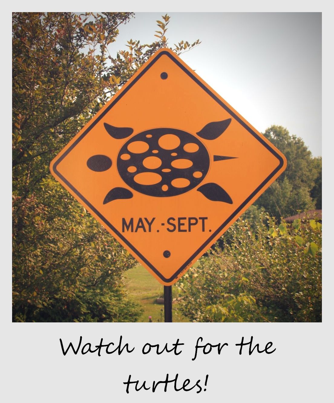 polaroid of the week canada ontario turtle sign