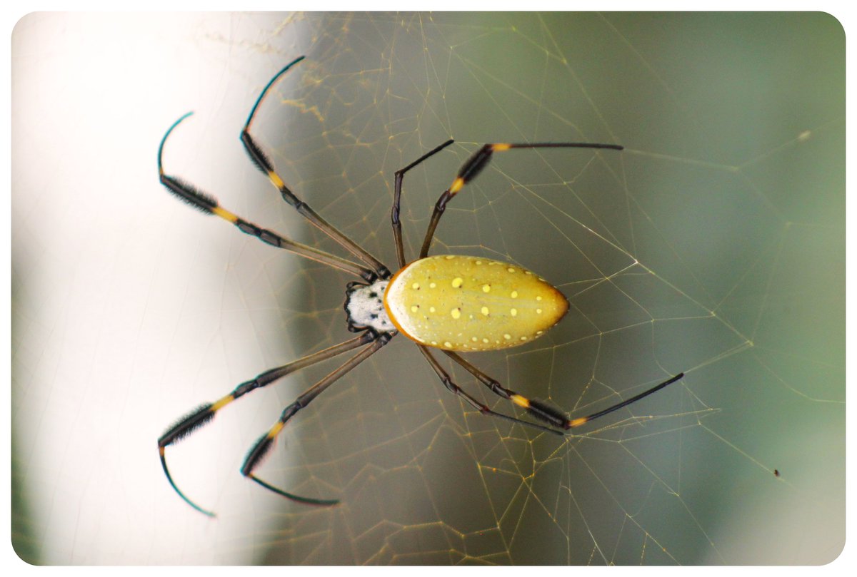 dangerous creatures of colombia