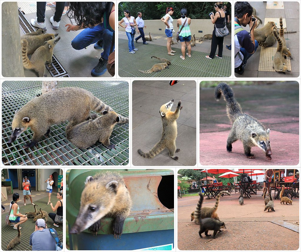 Coatis Iguazu Falls