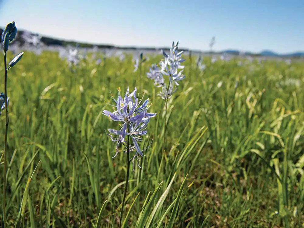 Wild purple camas flower in the Pend Oreille River valley.