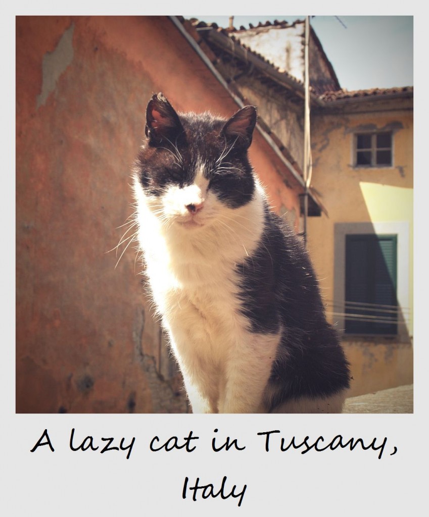 polaroid of the week italy cat in tuscany