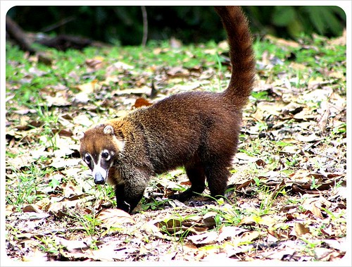 Anteater at Parque Metropolitano Panama City Anteater at Parque Metropolitano Panama City