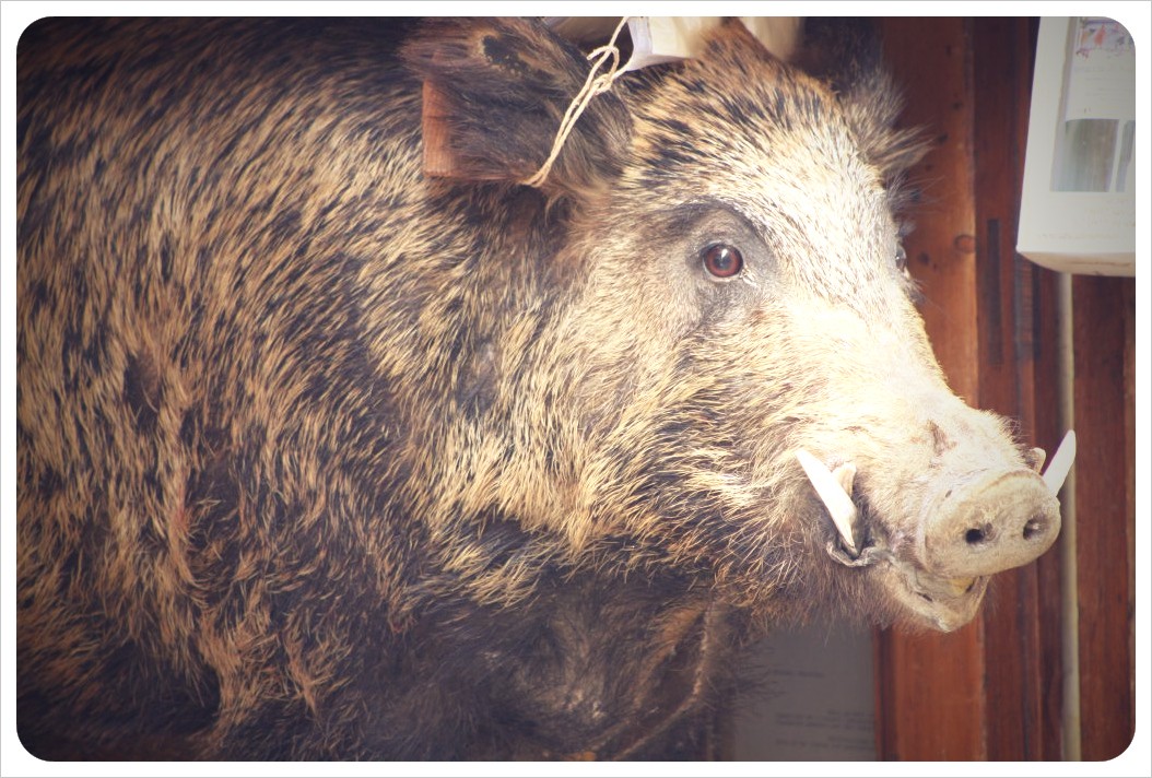 boar in san gimignano boar in san gimignano