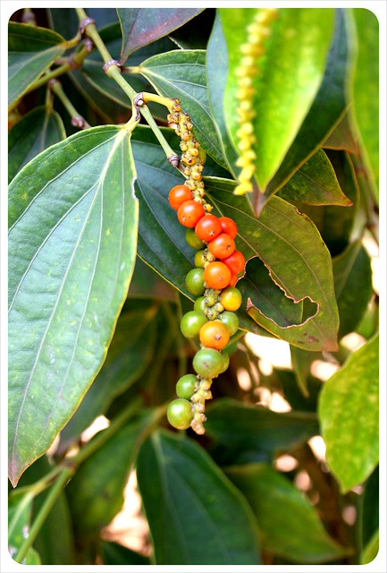 cambodia pepper