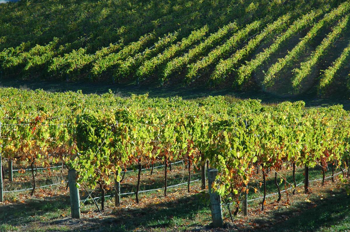 best food to eat in Australia