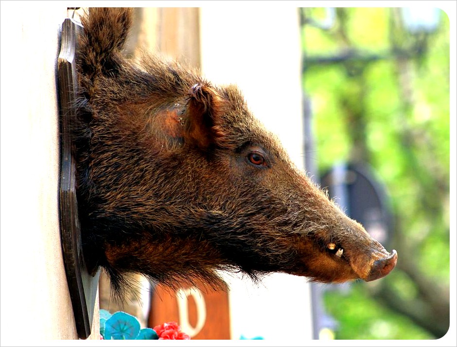 boar tuscany boar tuscany