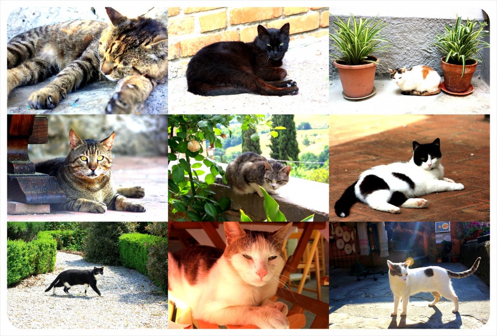 italian cats italian cats