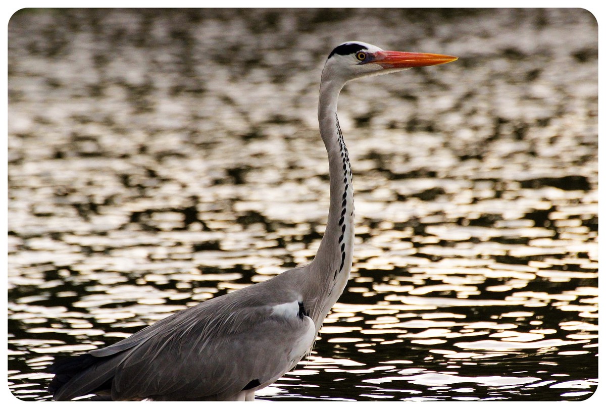 best nature places to visit in Israel