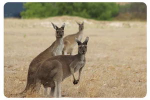 Five foods & drinks you have to try on a visit to Australia