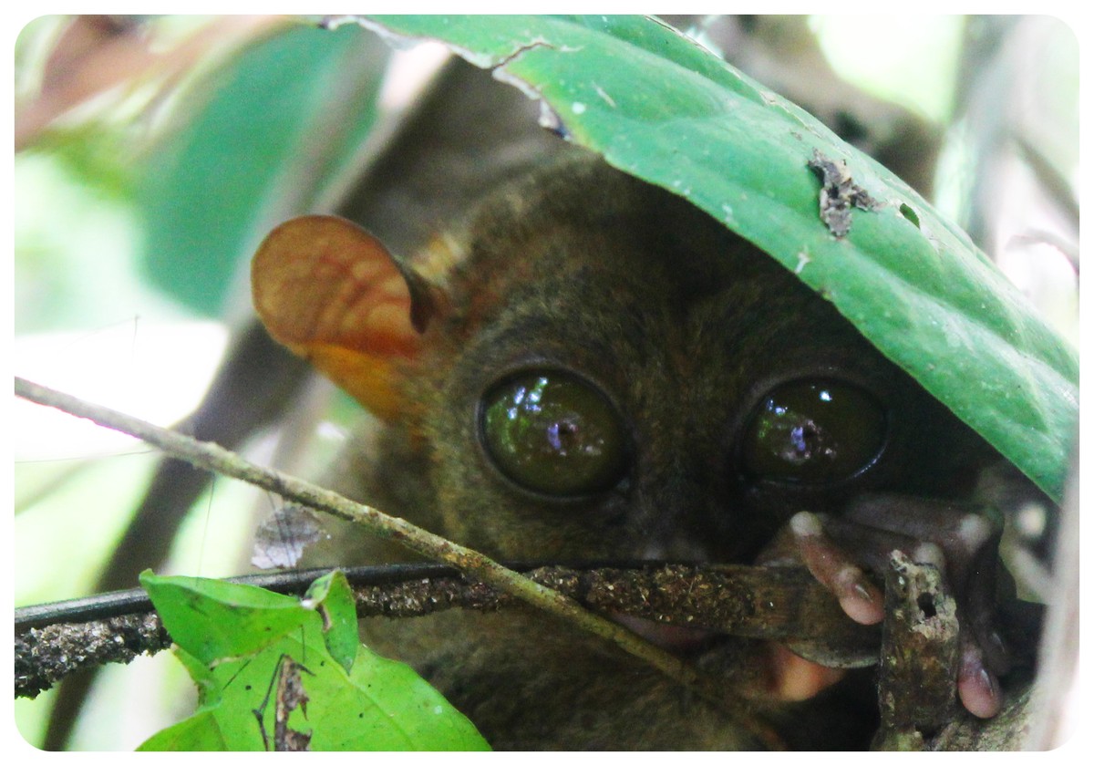 tarsier in bohol corella