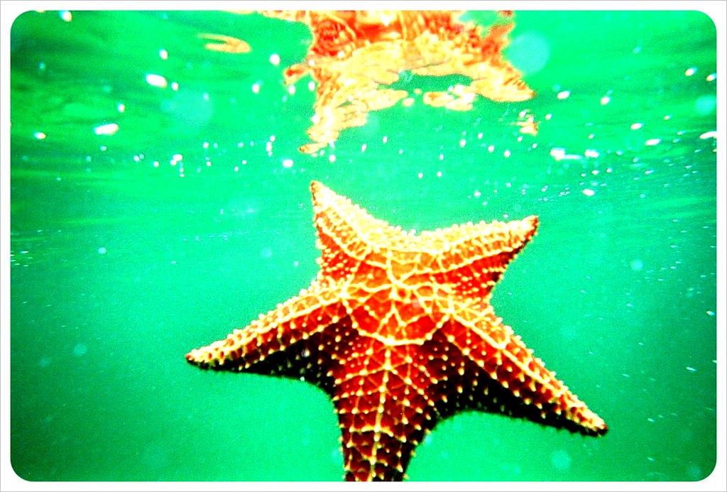 Starfish Panama