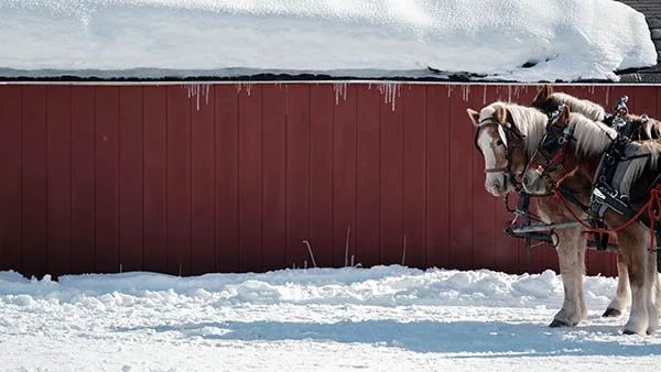 Photo of horses outside of a red barn.