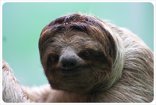 sloth sanctuary Costa Rica