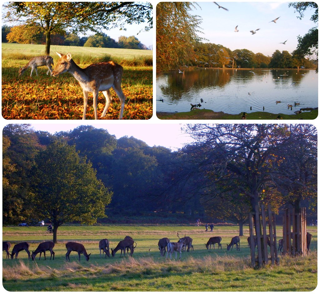 London parks in the winter