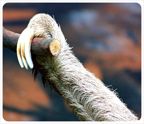 sloth sanctuary Costa Rica