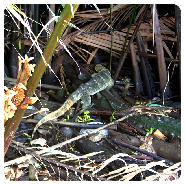 bang namphueng lizzard