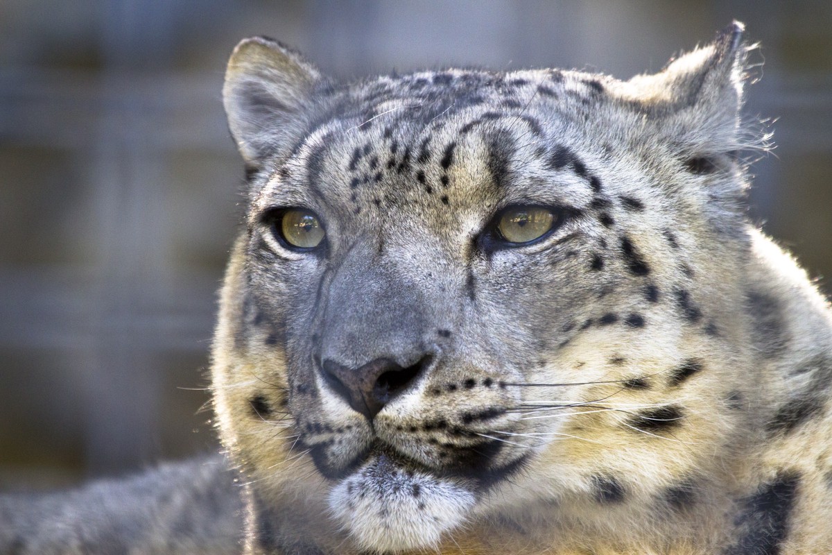 Snow Leopard