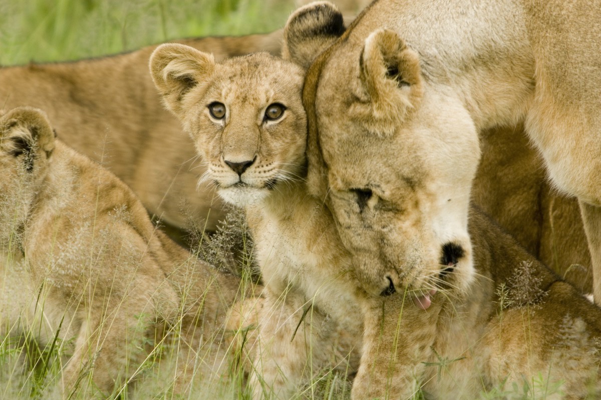 Lion Cub with Mother in the Serengeti
