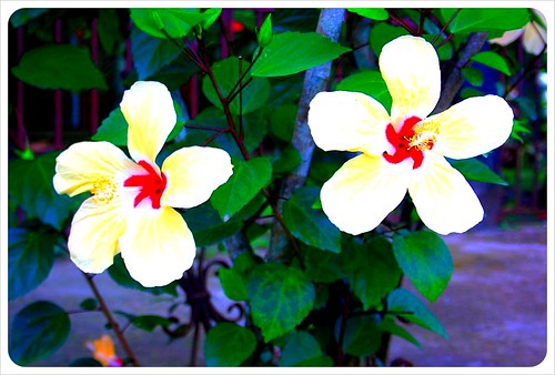 Flowers in Cahuita Costa Rica
