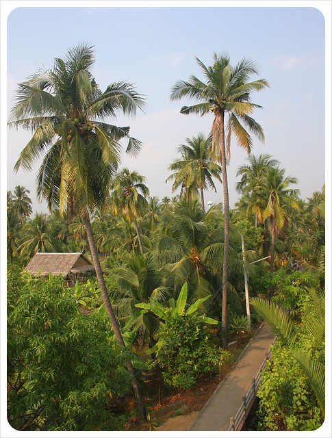 Bang Namphueng Palm Trees Bangkok