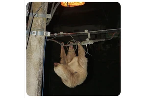 When creepy is cute: Visiting a sloth sanctuary in Costa Rica