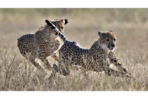 The Best Five Places In The World To See Big Cats In The Wild