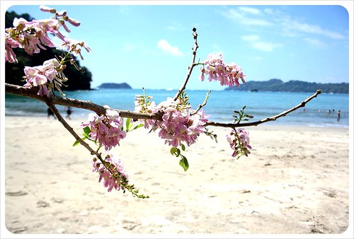 Manuel Antonio Flower at the beach