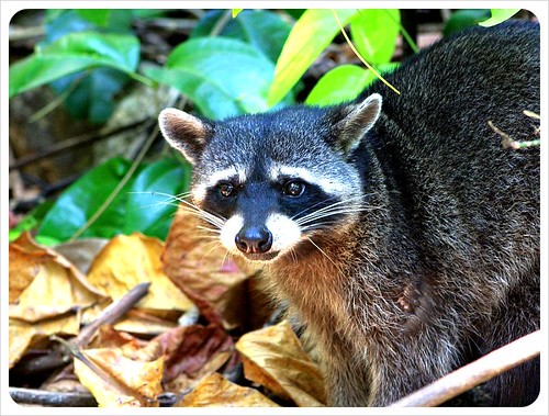 racoon in Manuel Antonio
