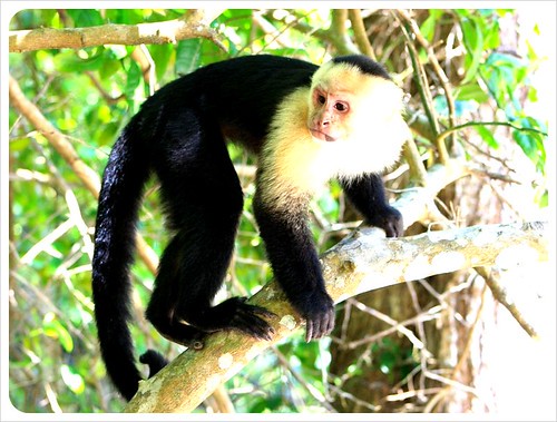 Monkey in Manuel Antonio