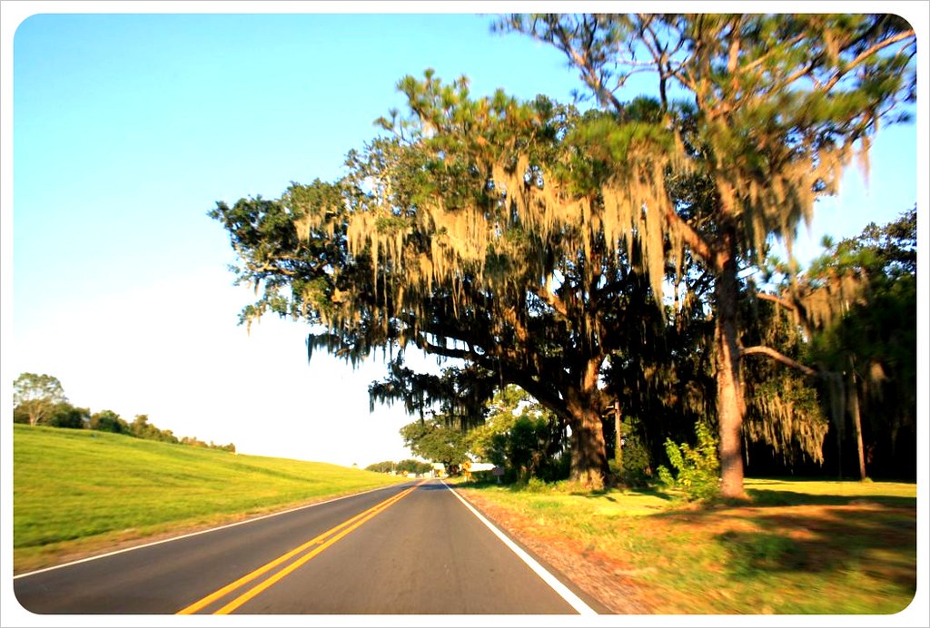 road with oaks in louisiana New Orleans day trips