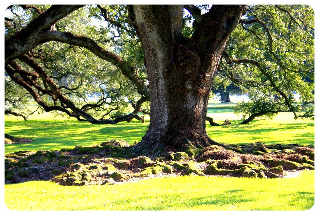 old oak at oak alley plantation