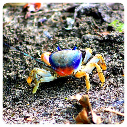 Coloured crab in Cahuita Costa Rica