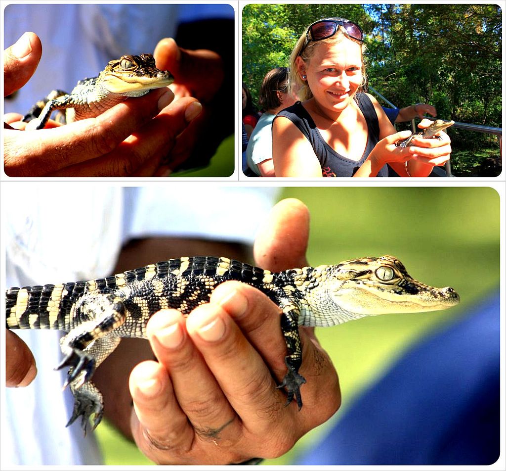 baby alligator louisiana