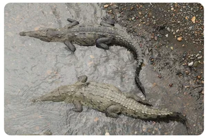 Costa Rica’s National Parks: Manuel Antonio vs. Cahuita