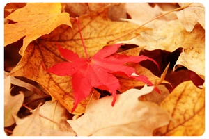 The Best Places To See The Fall Colors in the US