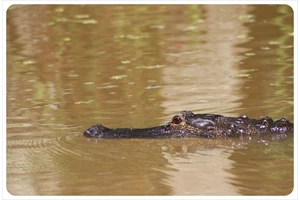 New Orleans: Get outta town! Swamps, alligators and plantations
