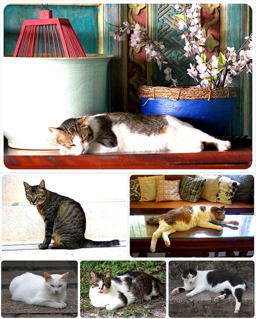 cats at bonton temple tree langkawi