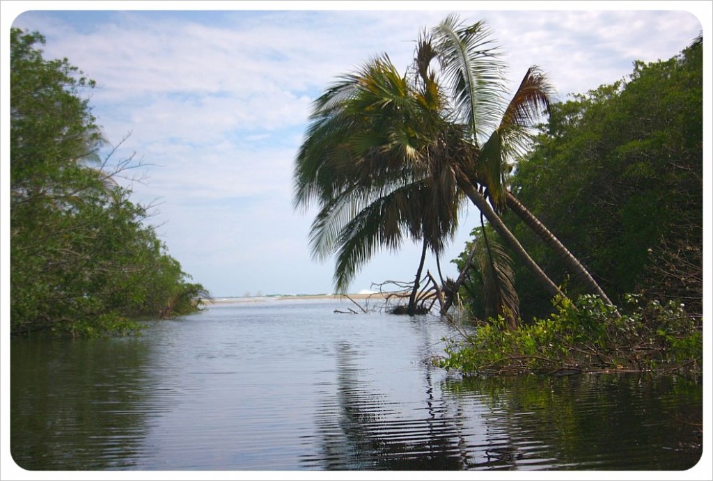 Lagoon with palm tree