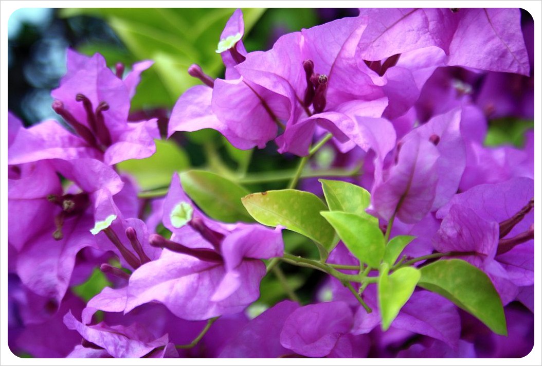 kuala lumpur flowers