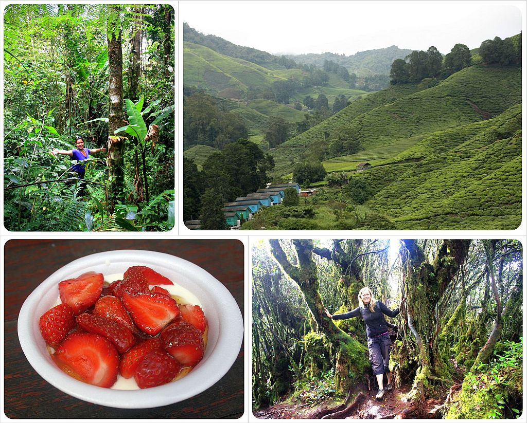 hiking in the cameron highlands malaysia