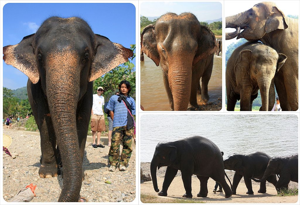 elephant nature park thailand