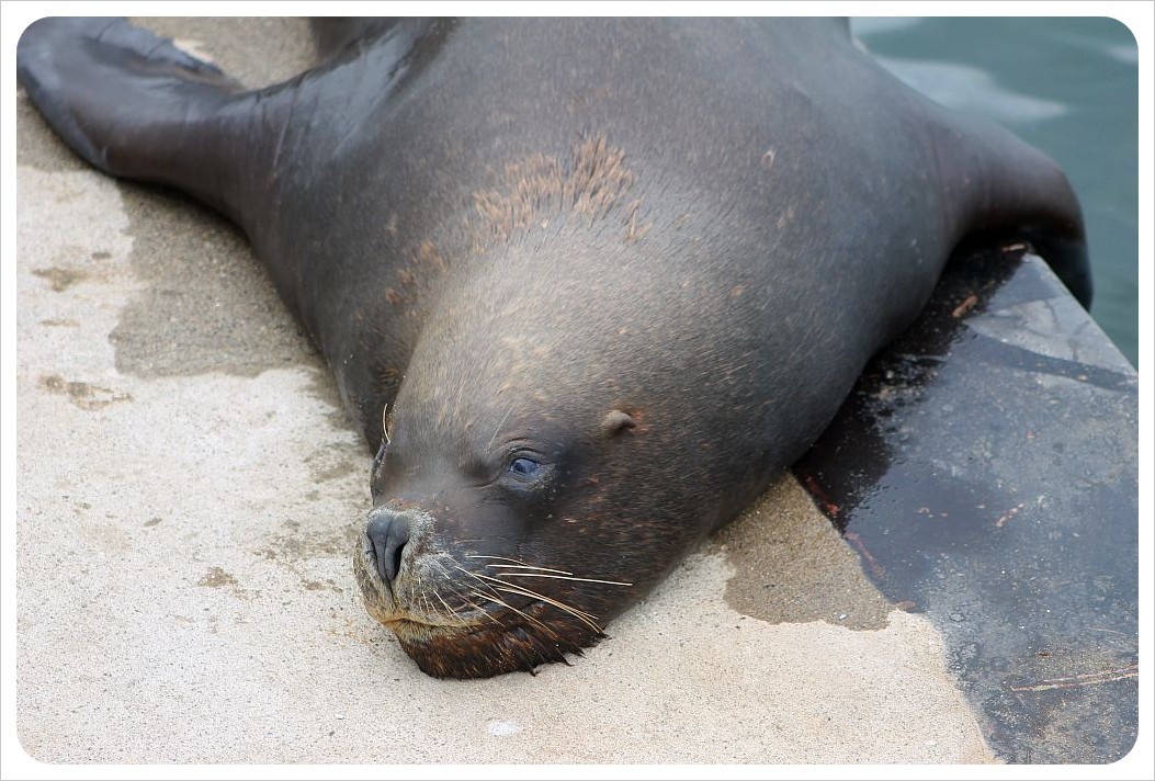 sea lion valdivia