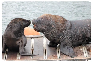 Struck by a wave of charm in Valdivia