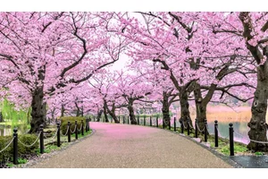 The Perfect 7-Day Japan Itinerary for First-Time Visitors