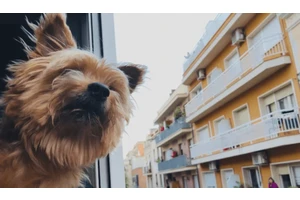 9 Mistakes to Avoid When Traveling with a Small Dog
