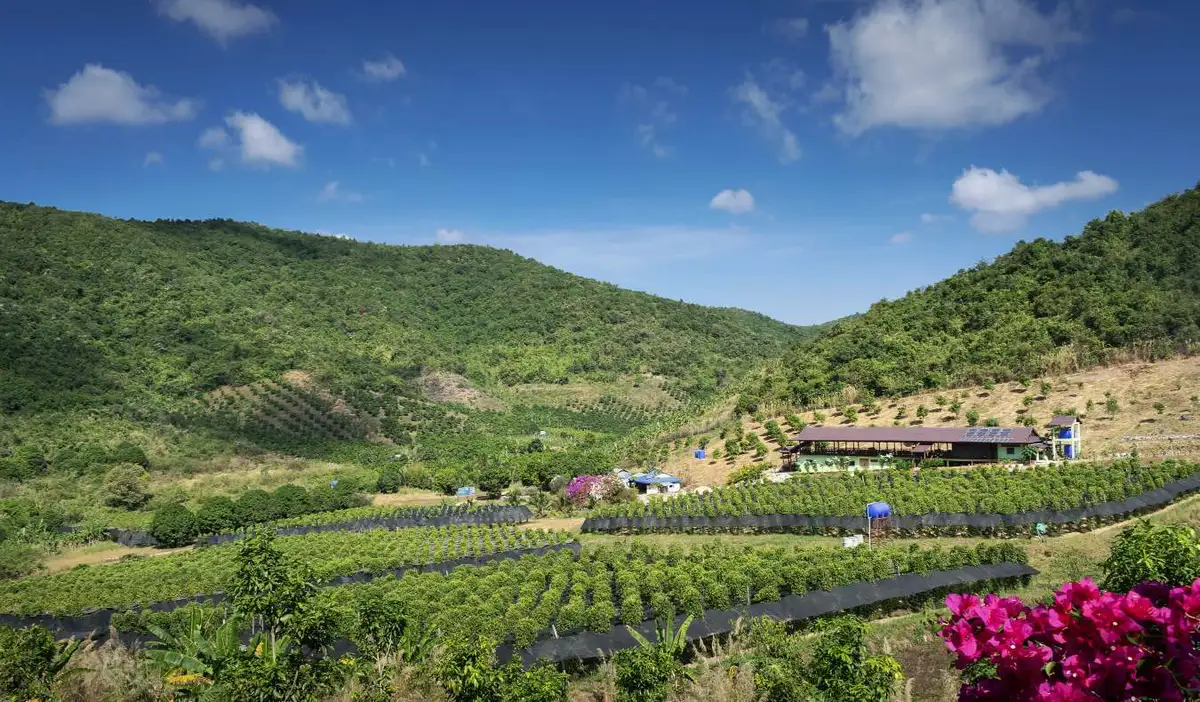 Rolling hills and pepper fields in Kampot, Cambodia