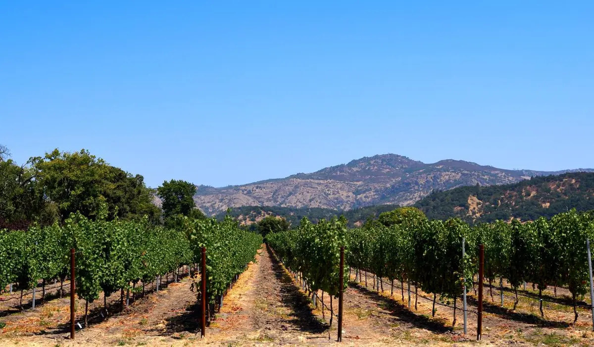 Vineyards on a sunny day in the Napa Valley, California, USA