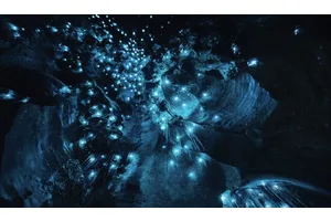 Waitomo’s Glow Worm Caves