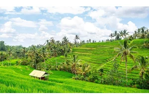 A Visitor’s Guide to the Jatiluwih Rice Terraces