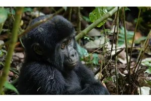 How to Go Trekking with Gorillas in Uganda